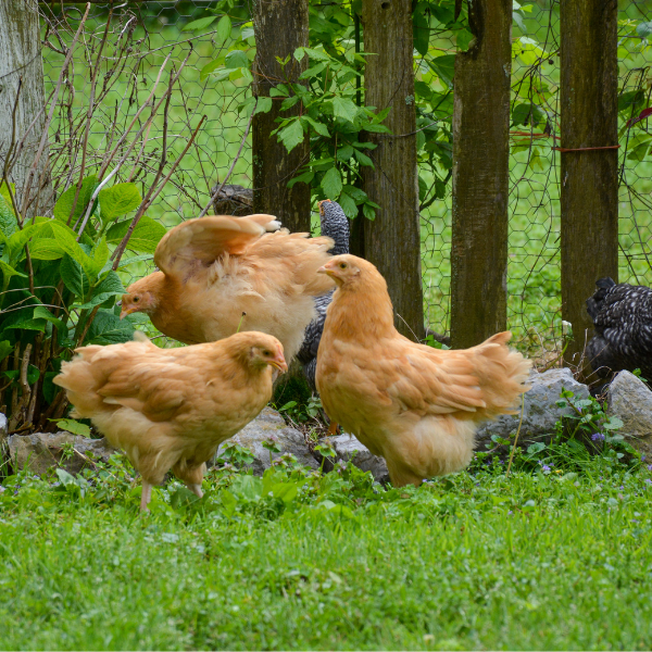 Can You Have Chickens In Your Backyard?